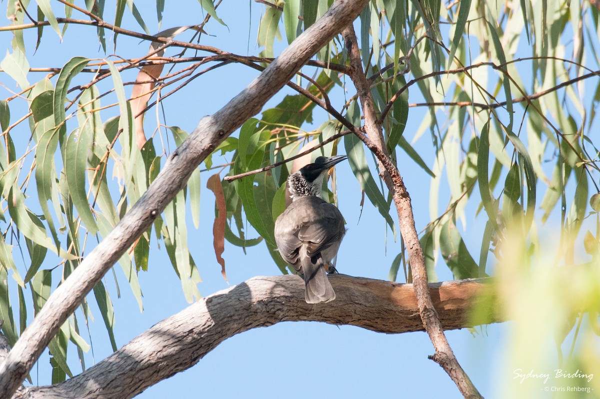 Silver-crowned Friarbird - ML623866817