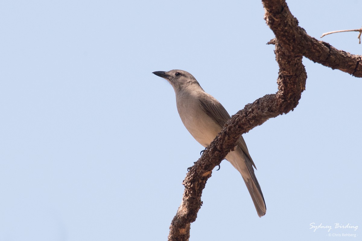 Sandstone Shrikethrush - ML623866821