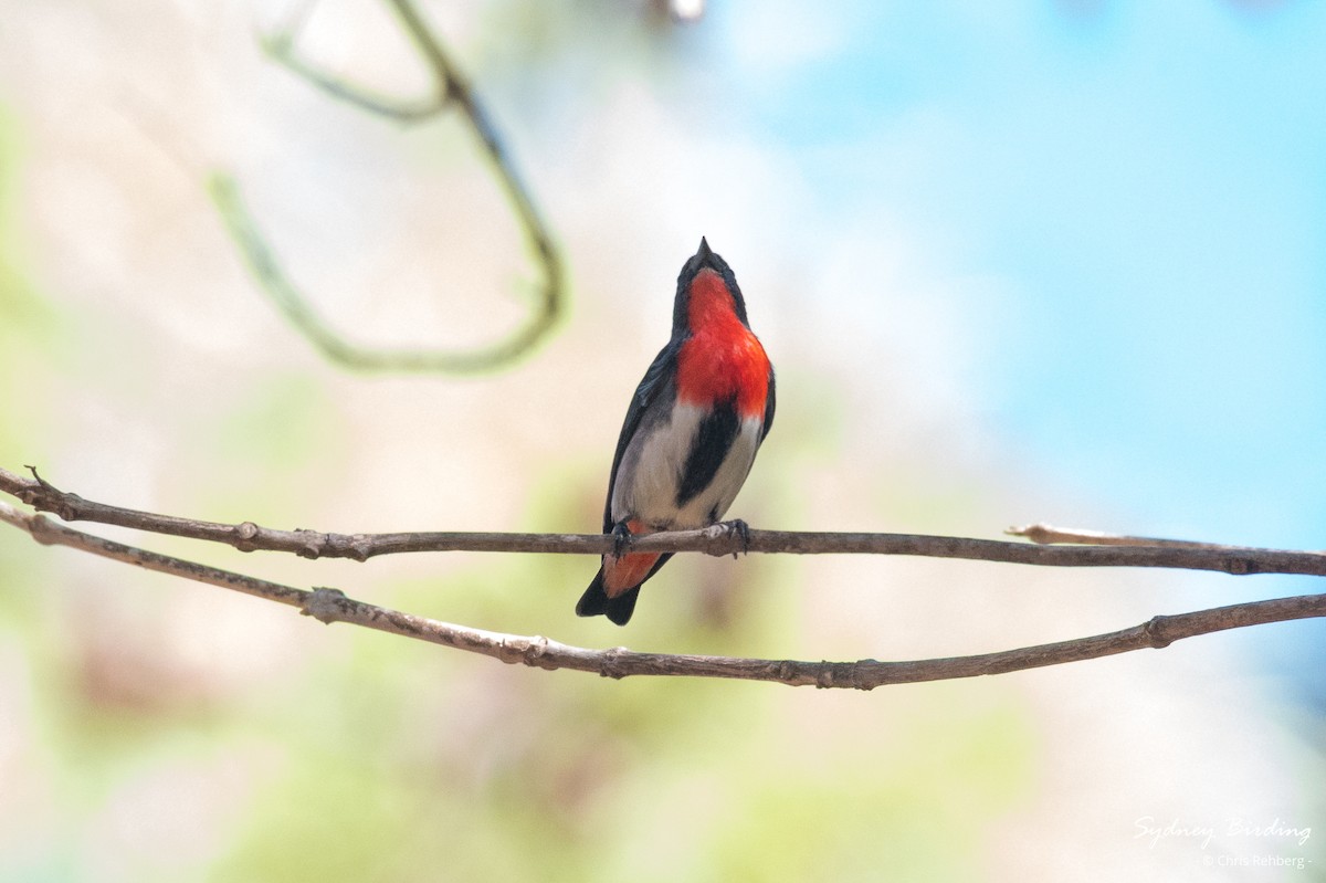 Mistletoebird - ML623866823