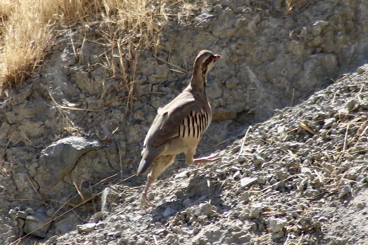 Chukar - ML623866841