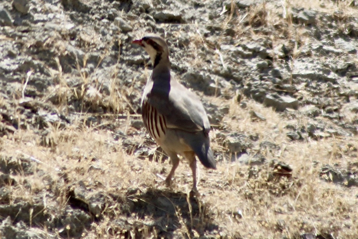 Chukar - ML623866842