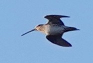 Wilson's Snipe - ML623866879