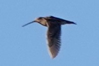 Wilson's Snipe - ML623866885