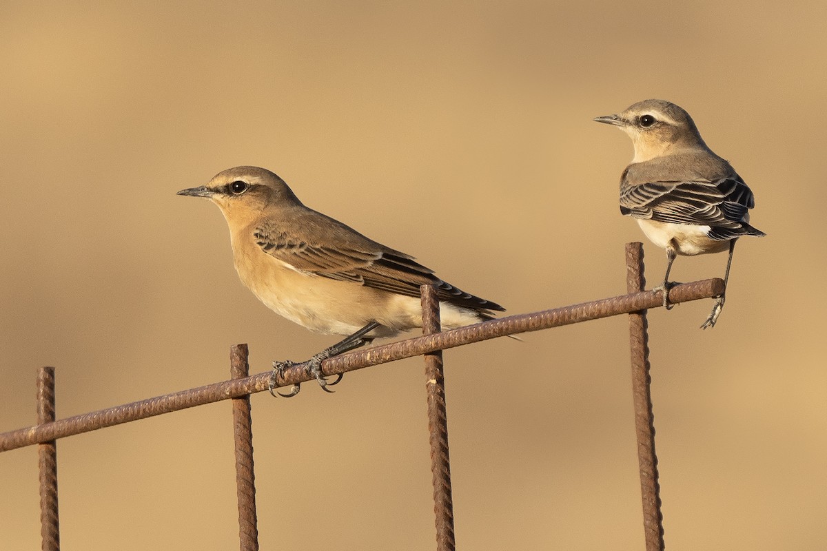 Northern Wheatear - ML623866897