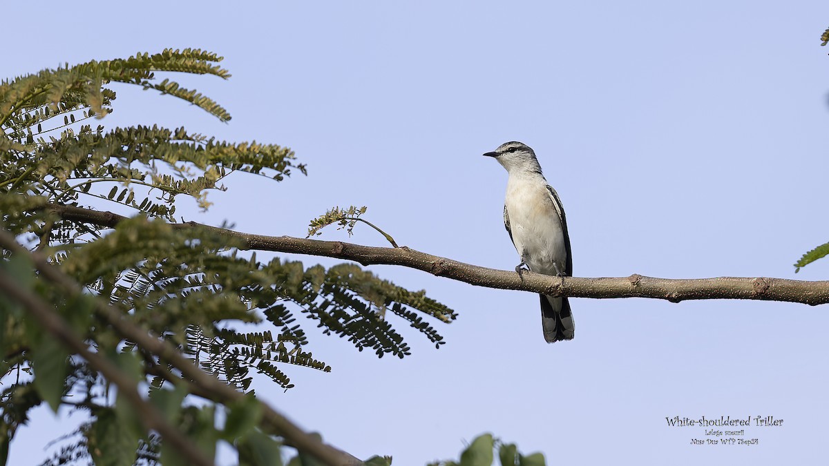 White-shouldered Triller - ML623866898