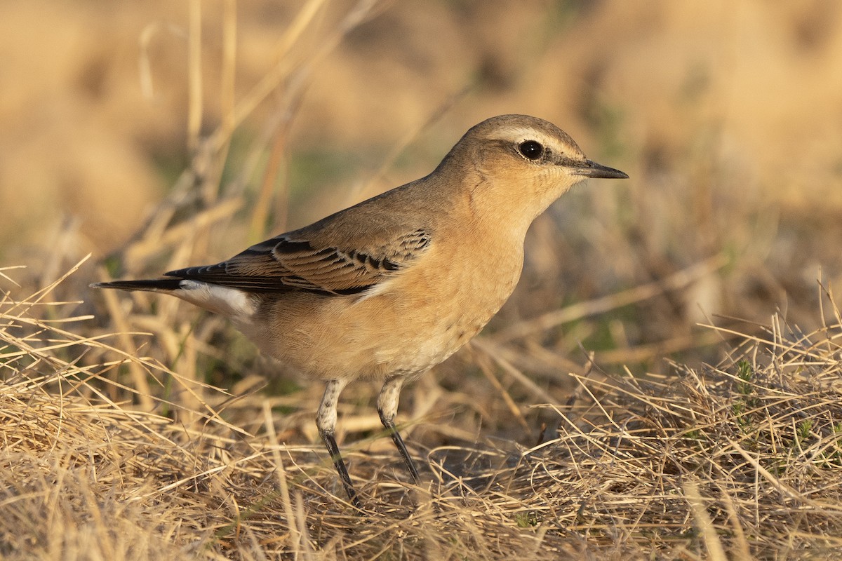 Northern Wheatear - ML623866899