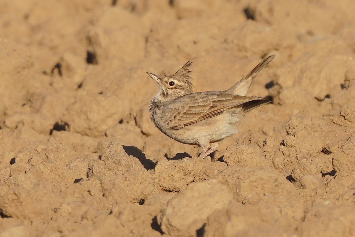 Crested Lark - ML623866916