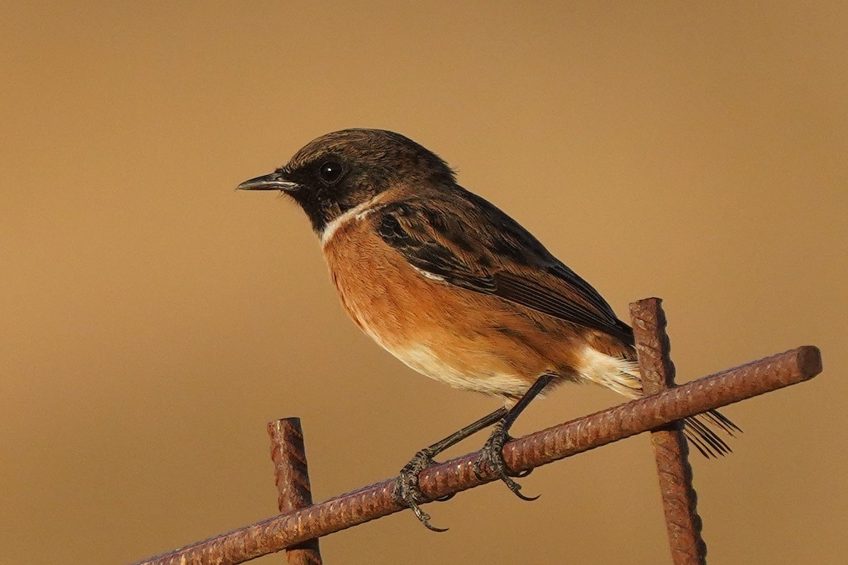 European Stonechat - ML623866927