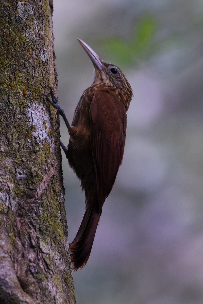 Buff-throated Woodcreeper - ML623866930