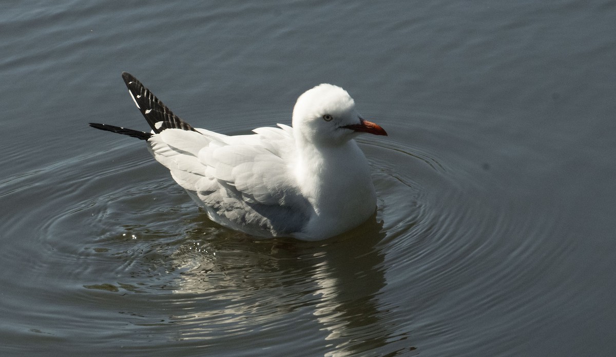 Silver Gull - ML623866946