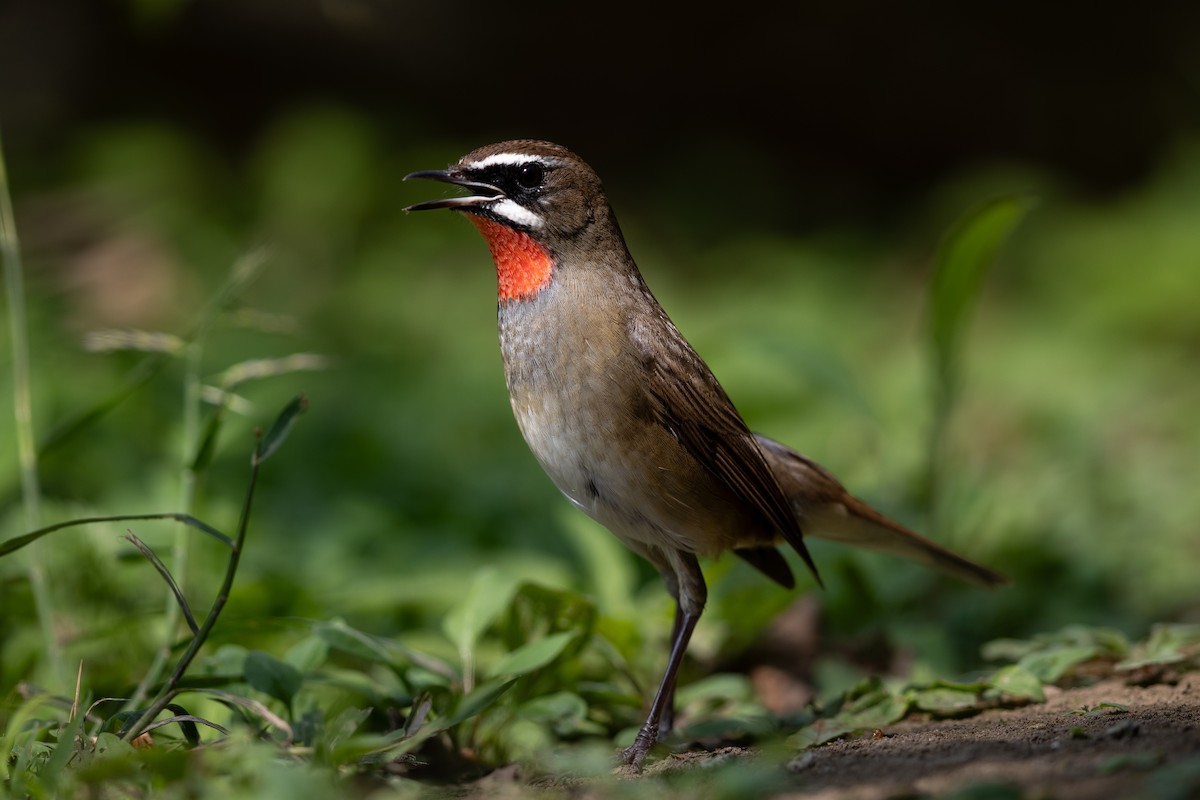 Siberian Rubythroat - ML623866974