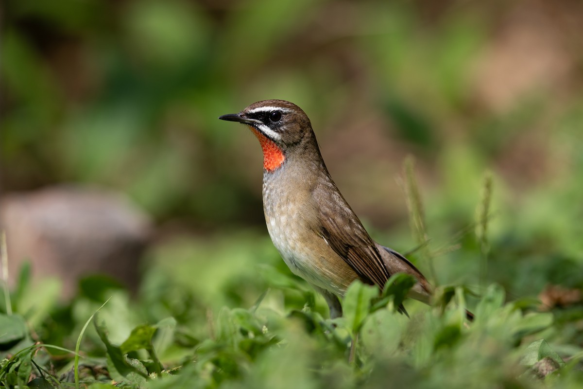 Siberian Rubythroat - ML623866975