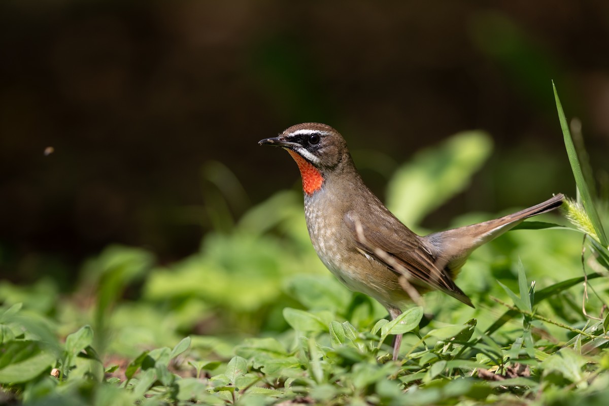 Siberian Rubythroat - ML623866976