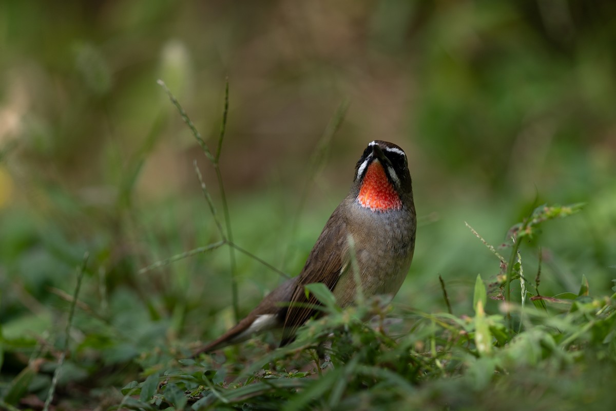 Siberian Rubythroat - ML623866977