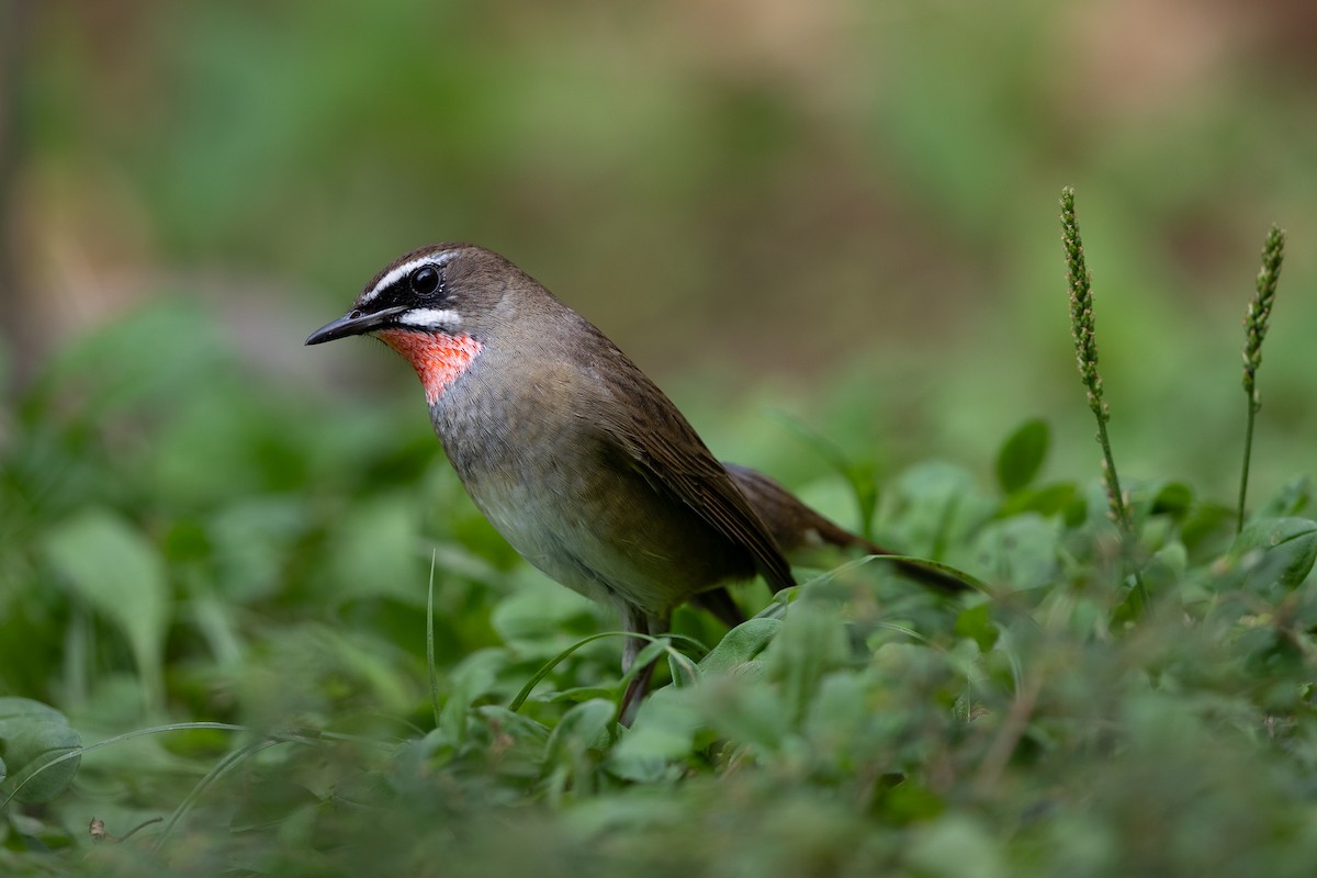 Siberian Rubythroat - ML623866978