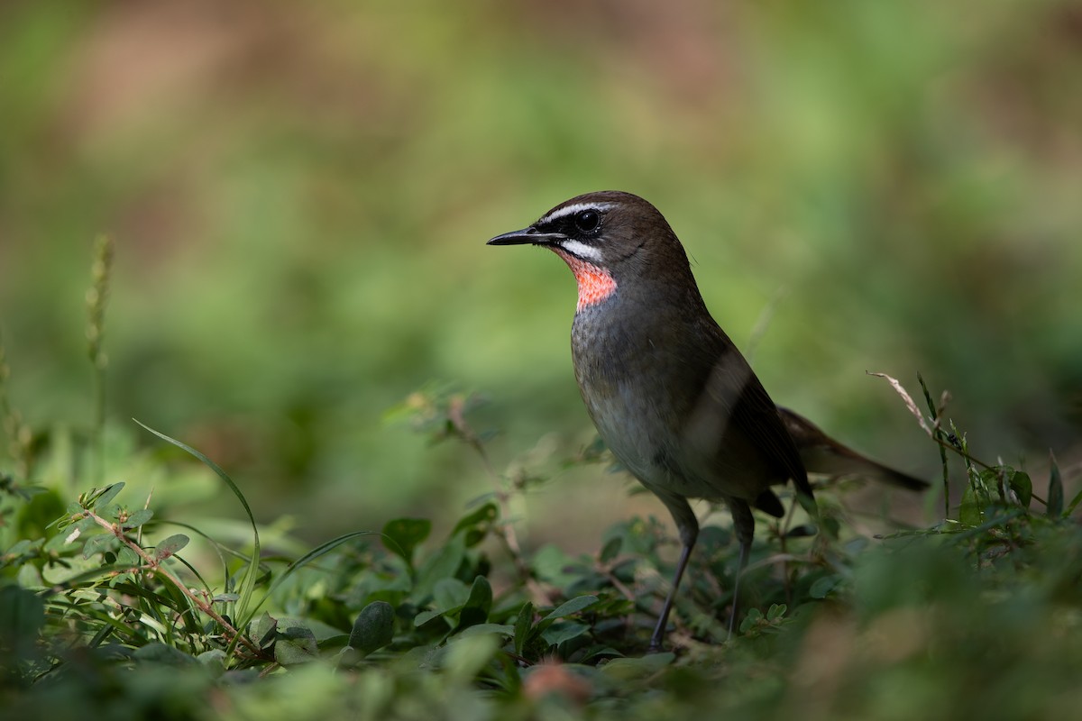 Siberian Rubythroat - ML623866979