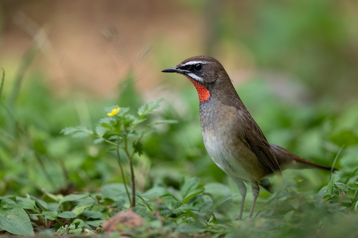 Siberian Rubythroat - ML623866980