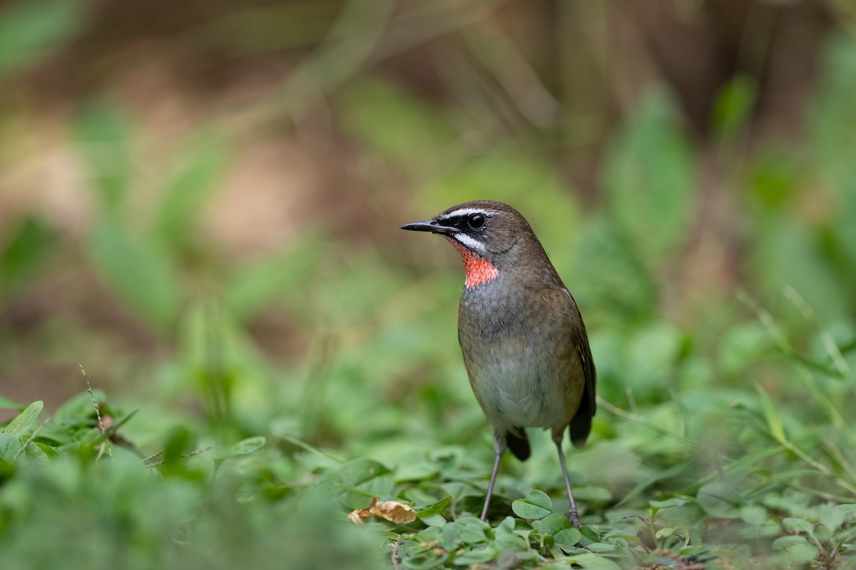 Siberian Rubythroat - ML623866981