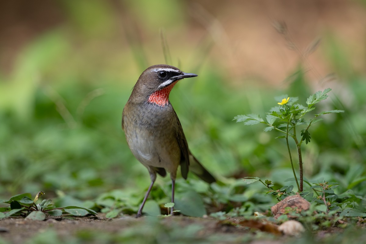 Siberian Rubythroat - ML623866982