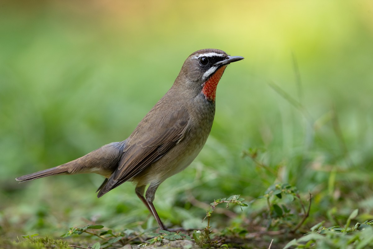 Siberian Rubythroat - ML623866983