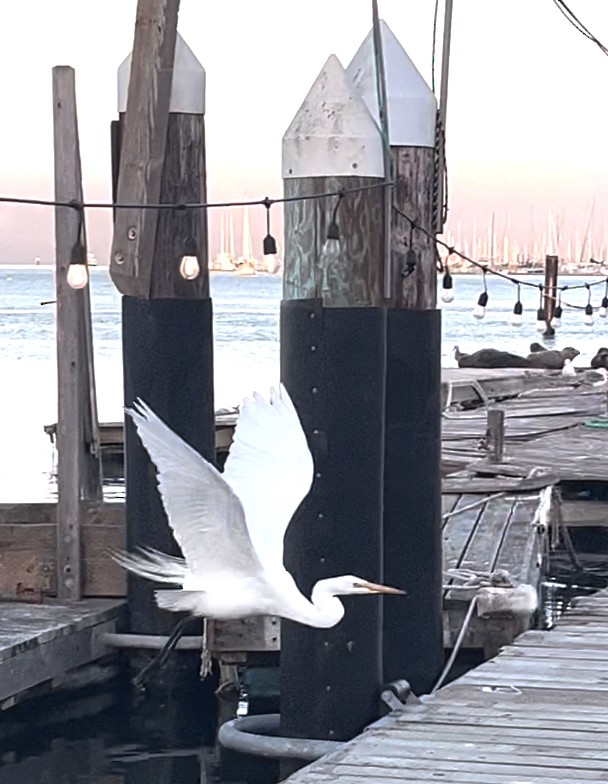 Great Egret (American) - Tracey Kessler