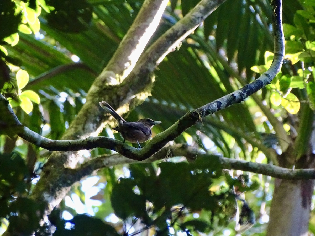 Southern Shrikebill - ML623867060