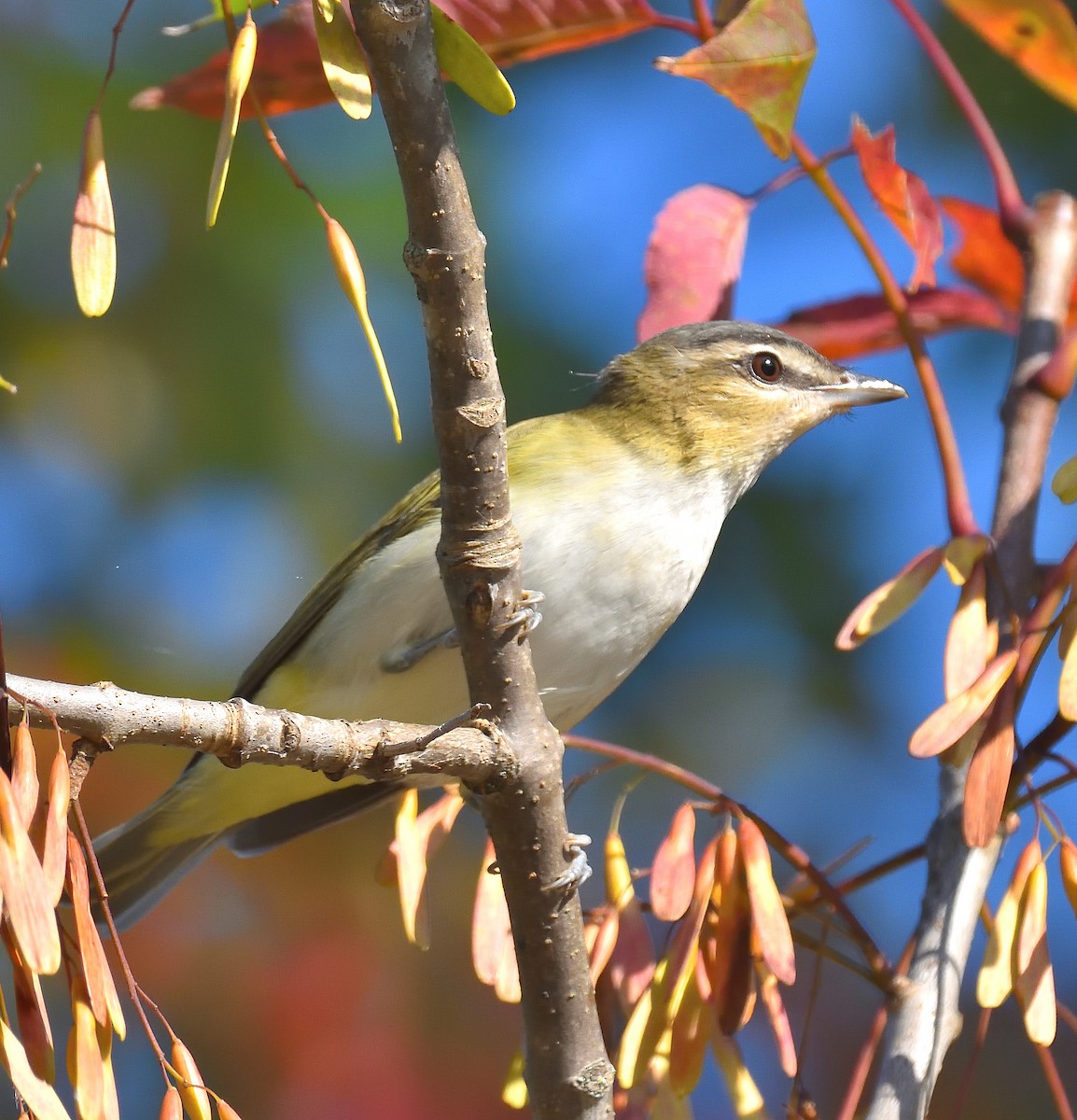 Red-eyed Vireo - ML623867064