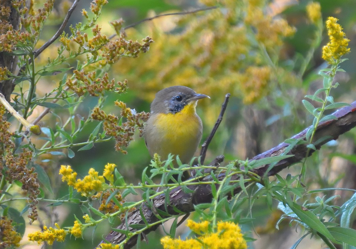 Common Yellowthroat - ML623867068