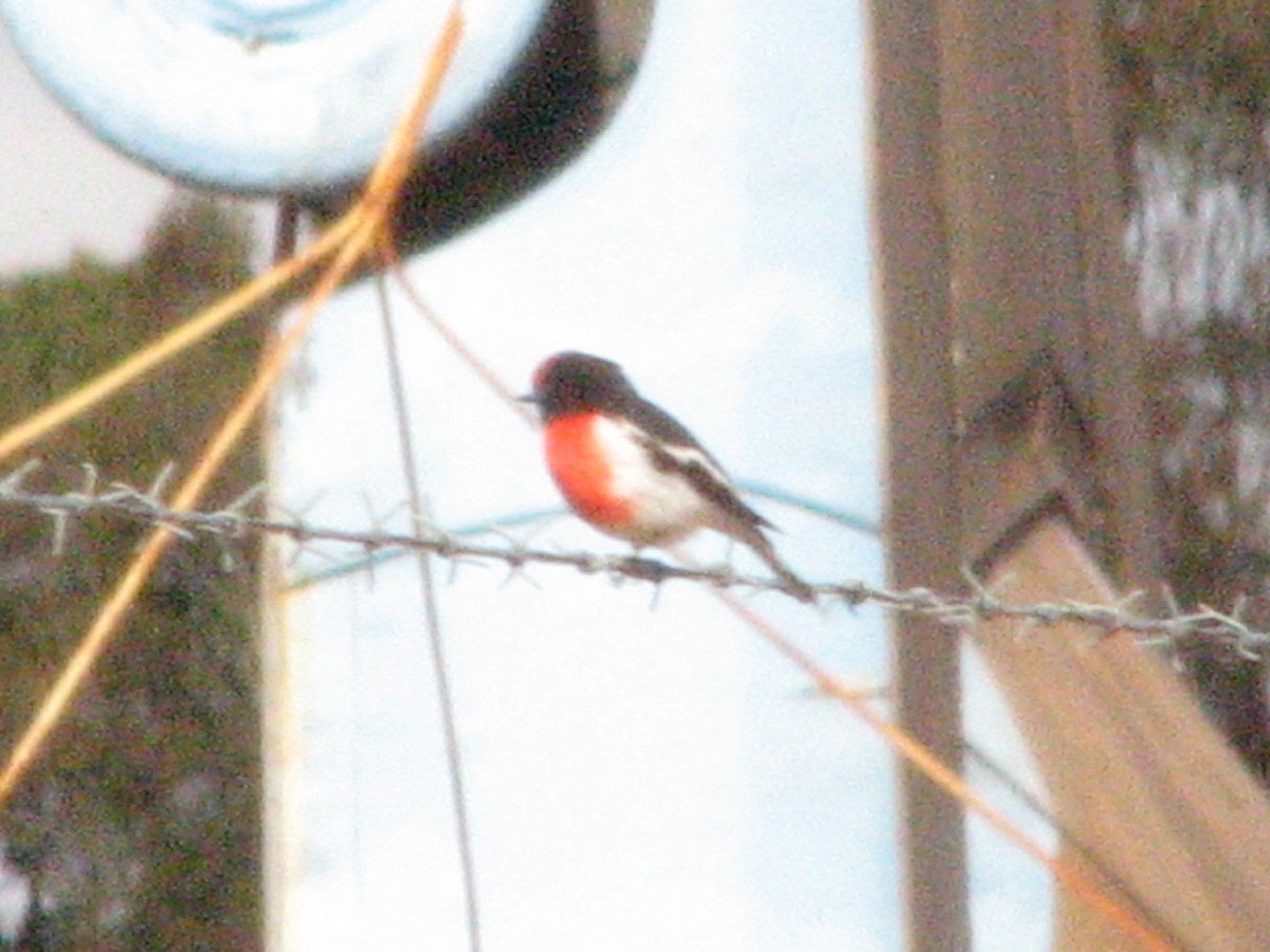 Red-capped Robin - ML623867069