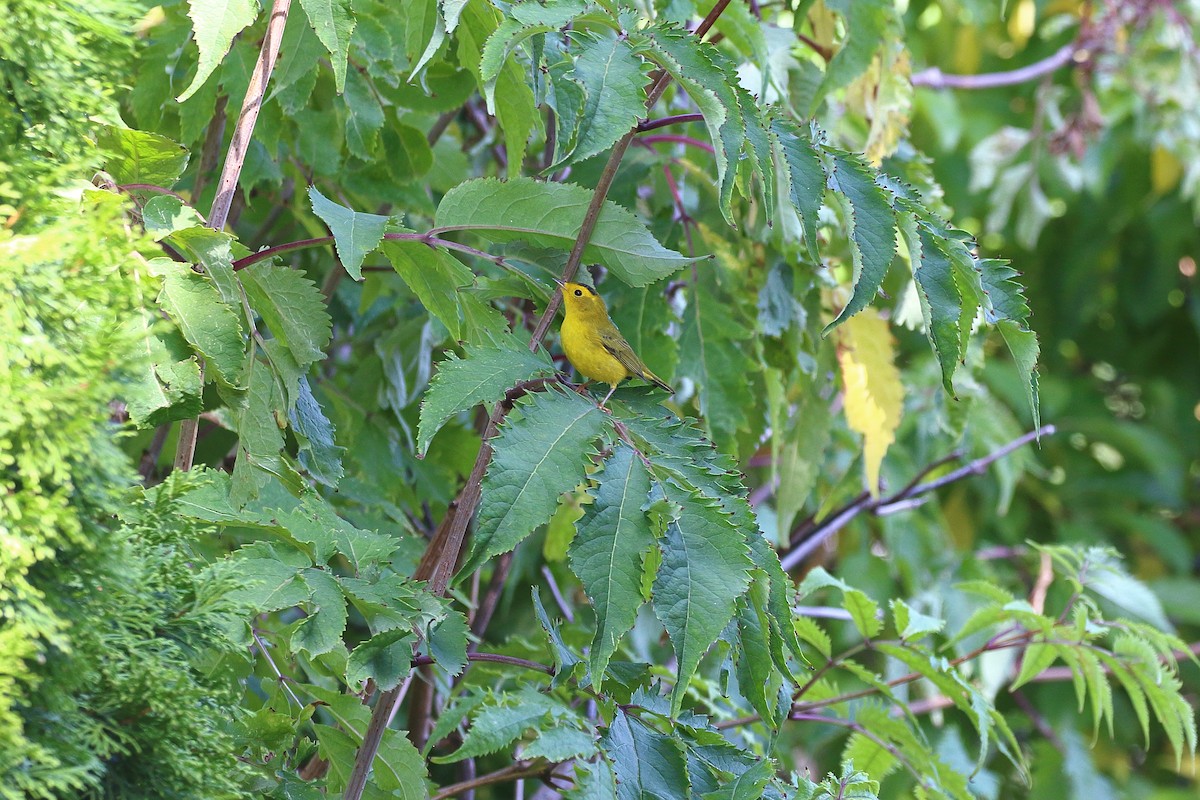 Wilson's Warbler - ML623867070