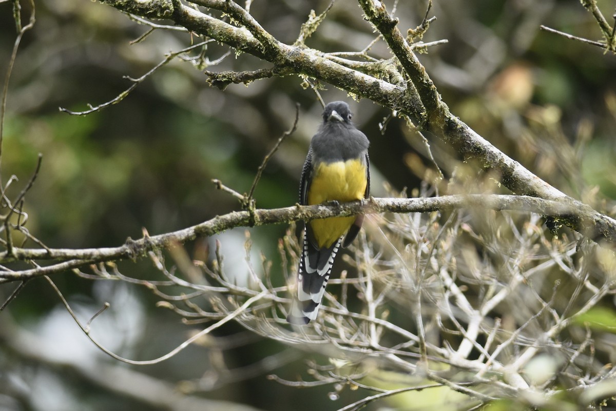 Gartered Trogon - ML623867082