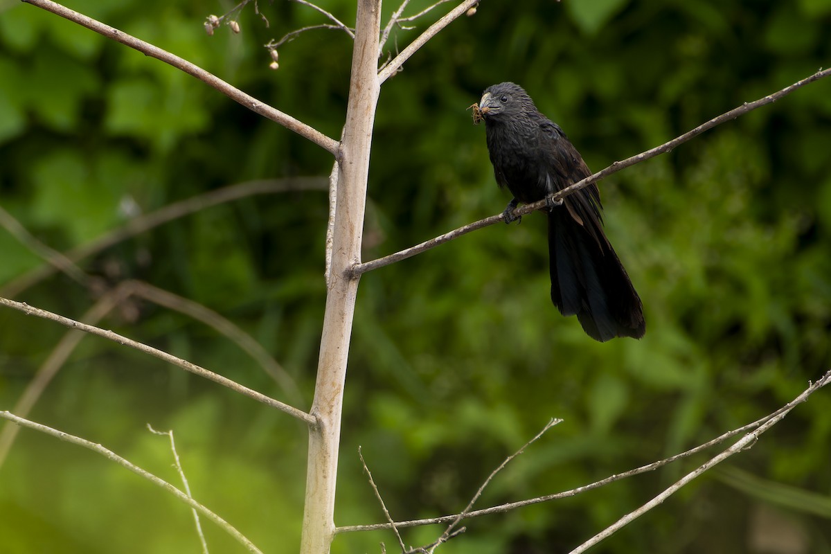 Groove-billed Ani - ML623867088