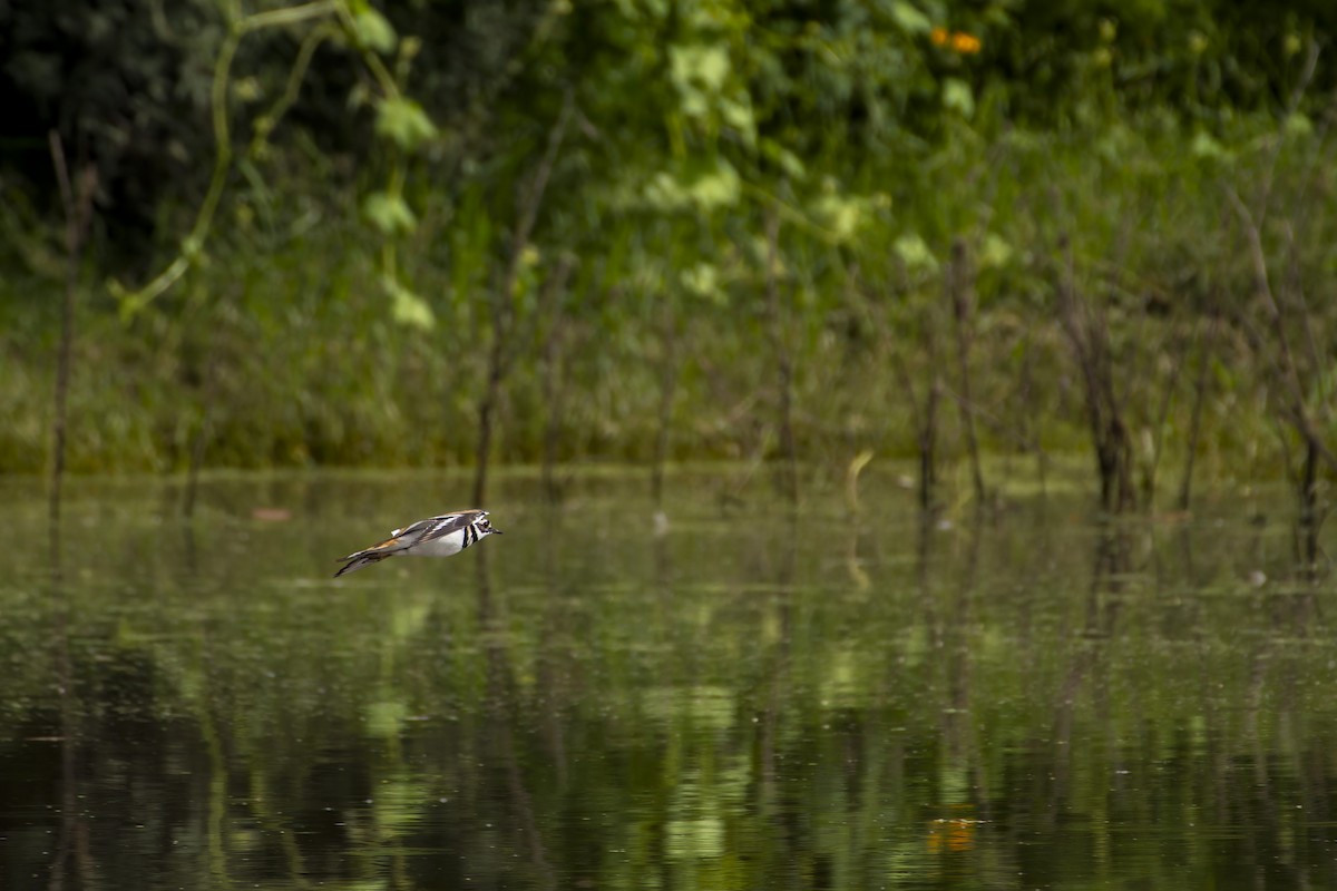 Killdeer - ML623867092