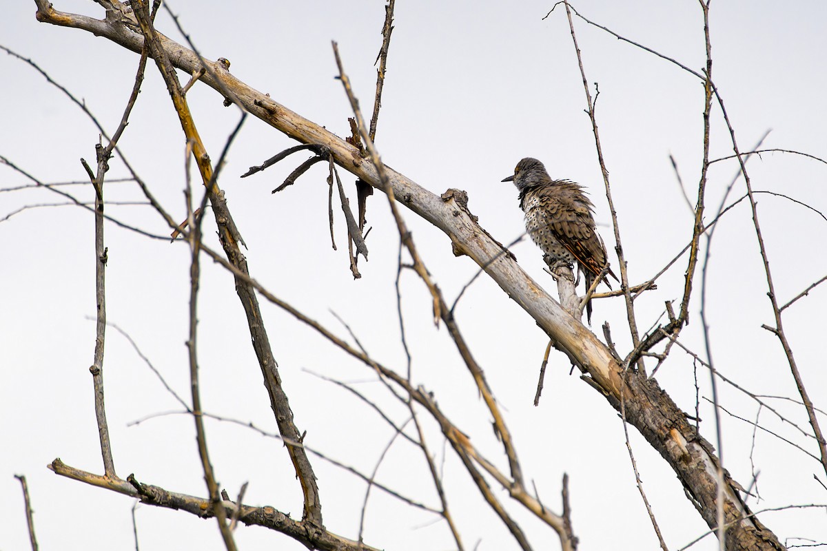 Northern Flicker - ML623867093