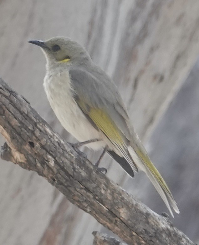 Fuscous Honeyeater - ML623867123