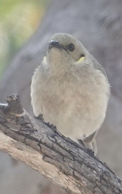 Fuscous Honeyeater - ML623867125