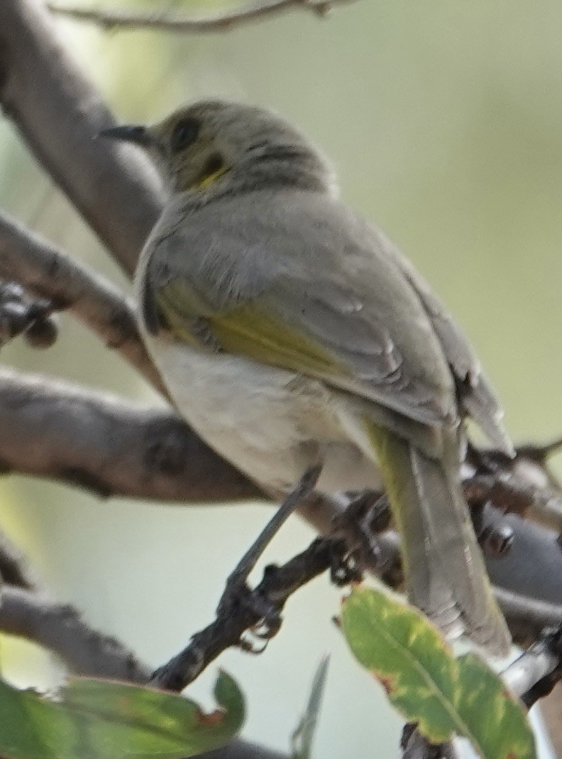 Fuscous Honeyeater - ML623867131