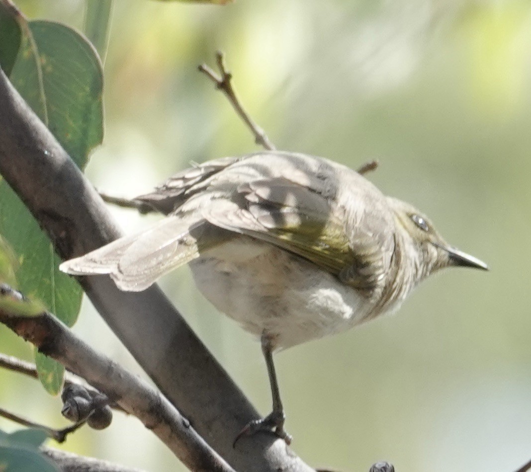 Fuscous Honeyeater - ML623867132