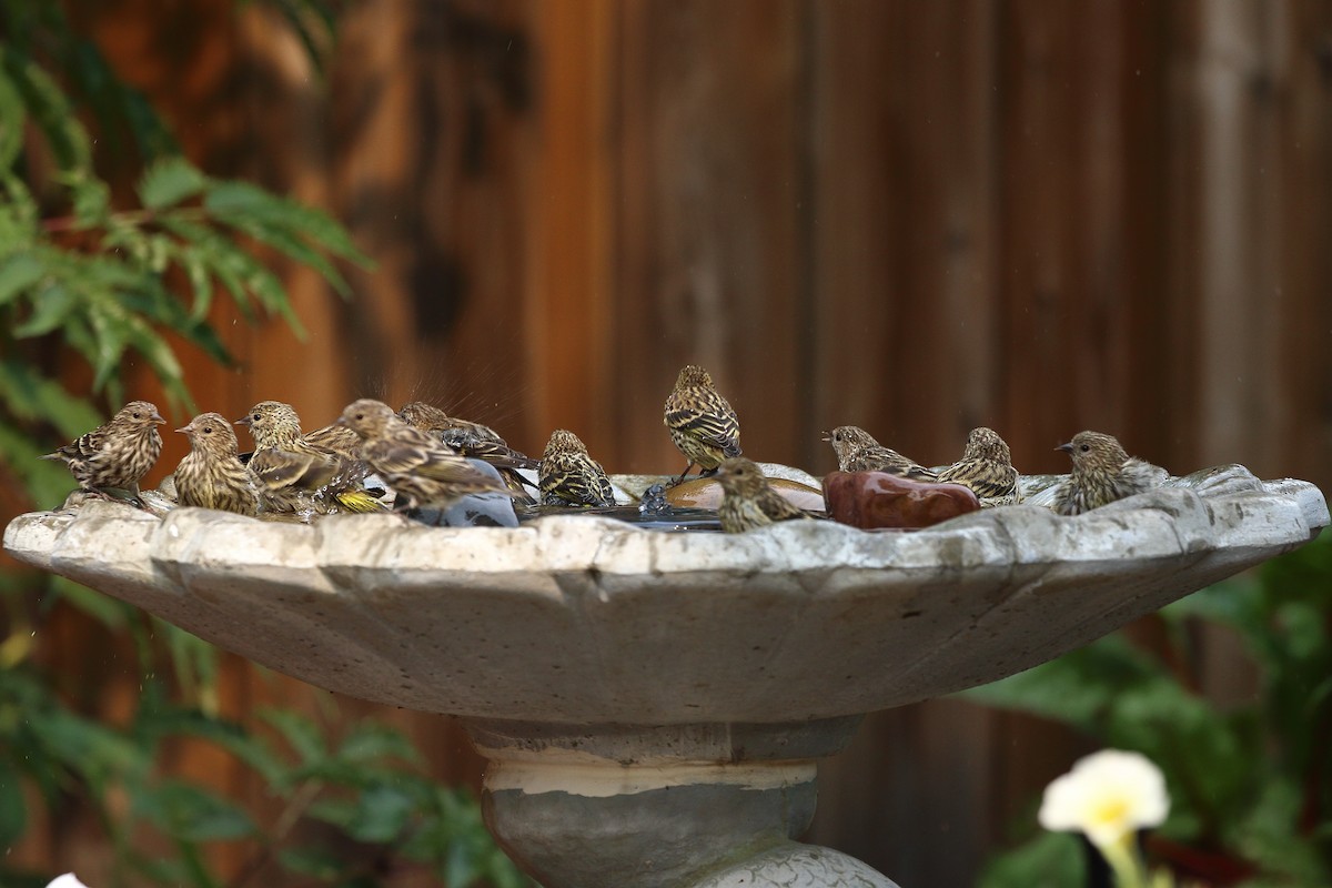 Pine Siskin - ML623867149