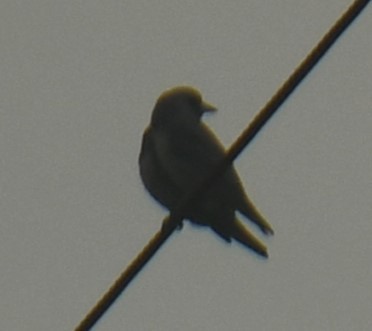 Ashy Woodswallow - ML623867157