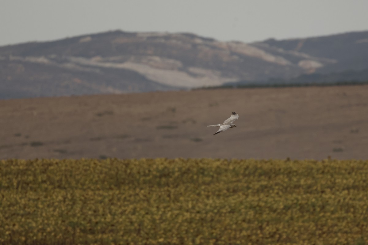 Pallid Harrier - Shawn Dowdall