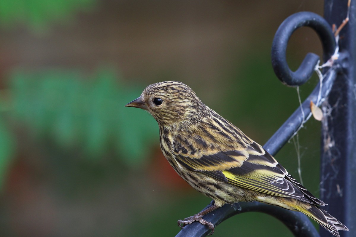 Pine Siskin - ML623867191