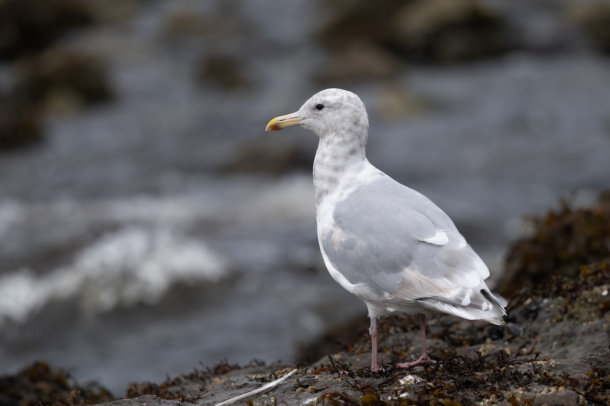 Glaucous-winged Gull - ML623867247