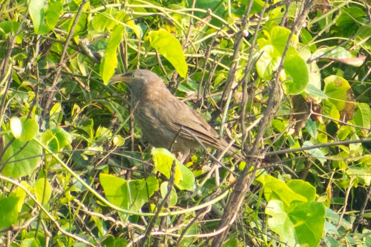 Jungle Babbler - ML623867257