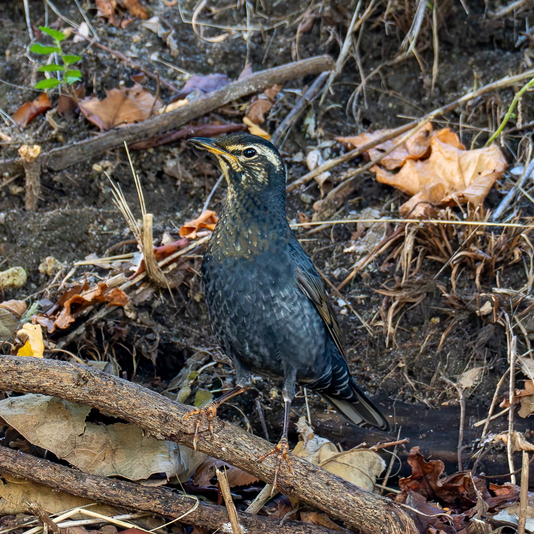 Grive de Sibérie - ML623867276