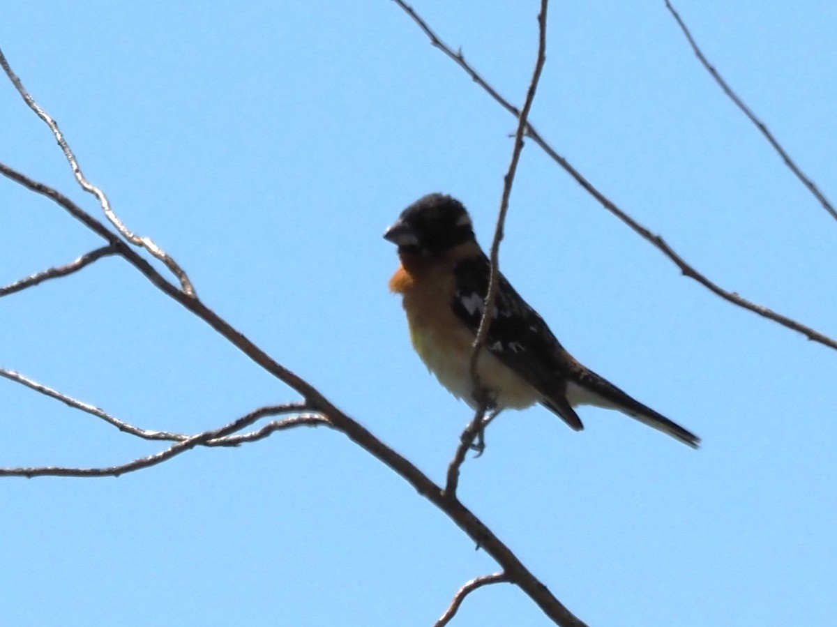 Black-headed Grosbeak - Lyn Boorman