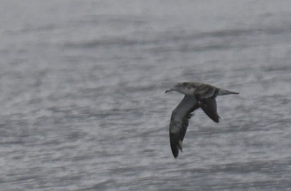 Streaked Shearwater - ML623867330