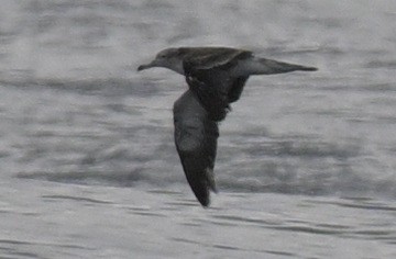 Streaked Shearwater - ML623867334