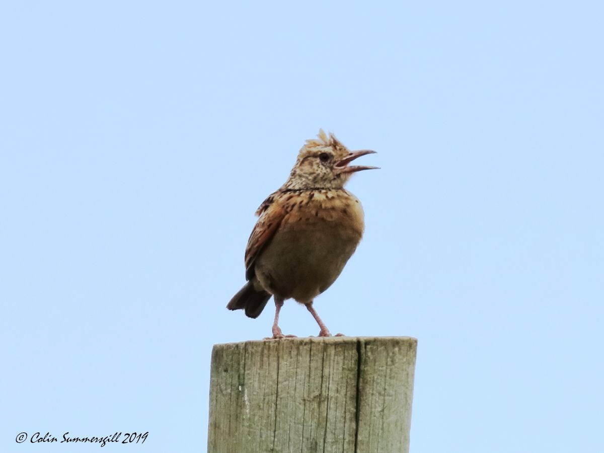 Rufous-naped Lark (Rufous-naped) - ML623867351