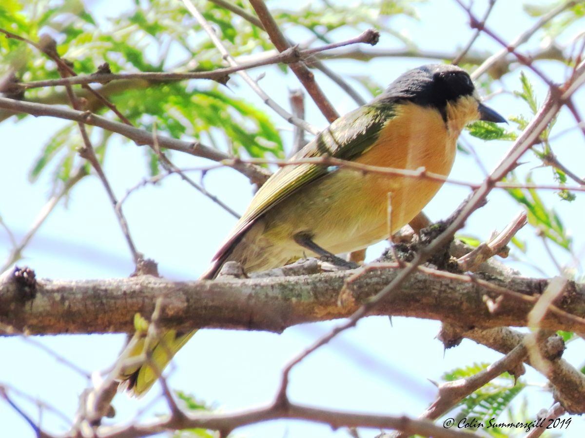 Olive Bushshrike - ML623867368